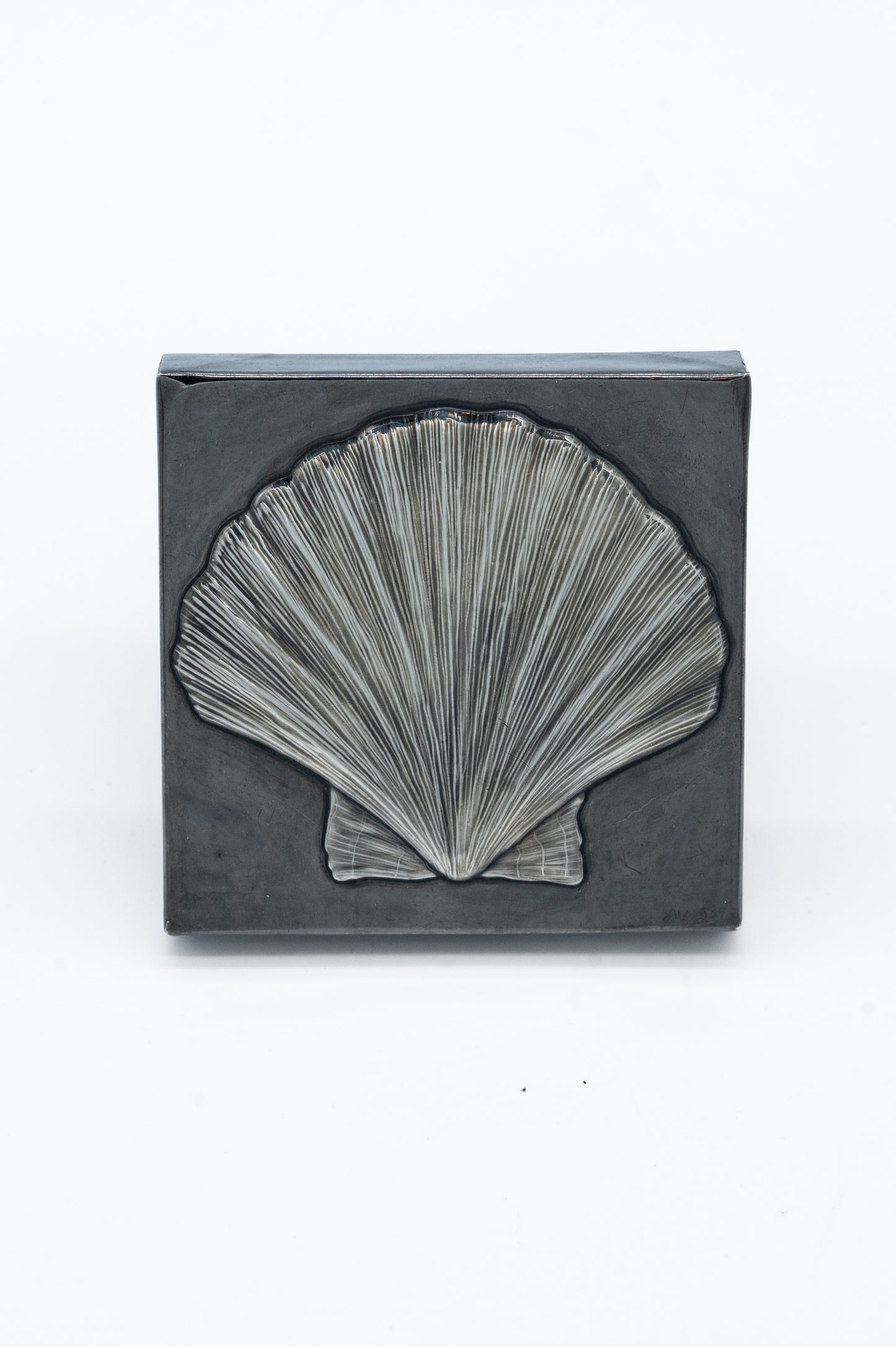 Scallop Shell